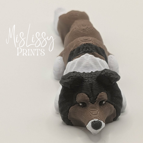 Rough Collie - Image 3